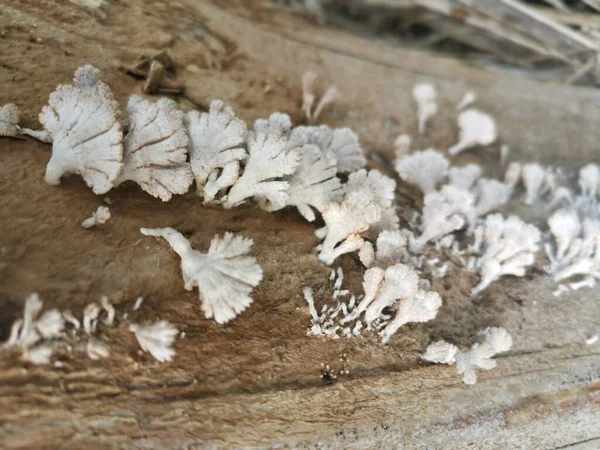 White Inedible Fan Shaped Fungi Sprouting Dead Stem — Stock Photo, Image