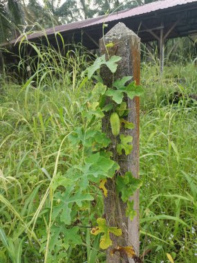 Sarmaşık kabağı bitkisi beton direğe tırmanıyor..