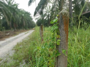 Sarmaşık kabağı bitkisi beton direğe tırmanıyor..