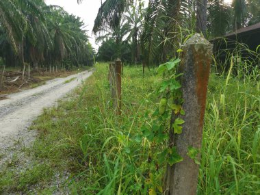 Sarmaşık kabağı bitkisi beton direğe tırmanıyor..