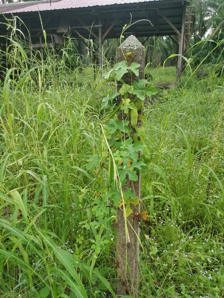 Creeping Ivy Gourd Plant Climbing Concrete Pole — Stock Photo, Image
