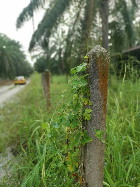 Creeping Ivy Gourd Plant Climbing Concrete Pole — Stock Photo, Image