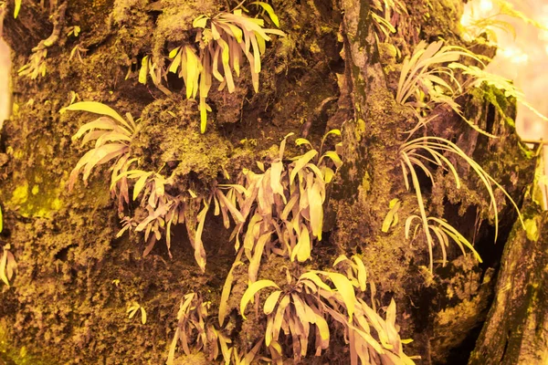 비타리아 무당벌레의 적외선 줄기에서 자란다는 — 스톡 사진