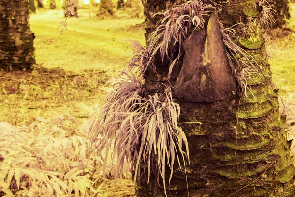 Vittaria Ensiforis Eğreltiotunun Kızılötesi Görüntüsü Gövdeden Çıkan Yosun Yaprakları — Stok fotoğraf