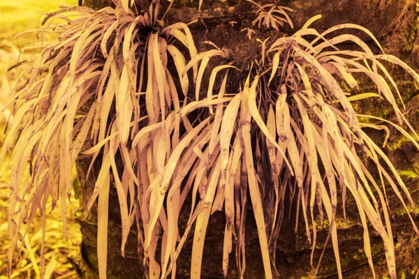 Infravörös Kép Vittaria Ensiformis Páfrányról Törzsből Kicsírázó Moha Levélről — Stock Fotó