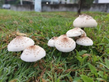 Vahşi beyaz zehirli Amanda Citrina mantarı.