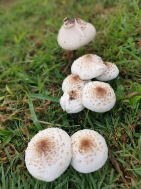 Vahşi beyaz zehirli Amanda Citrina mantarı.