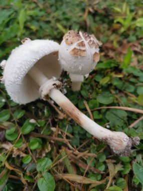 Vahşi beyaz zehirli Amanda Citrina mantarı.