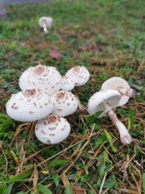 Vahşi beyaz zehirli Amanda Citrina mantarı.