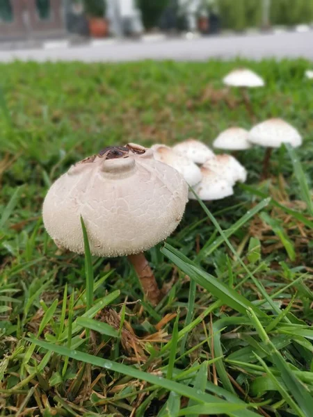野生的白色有毒羊驼蘑菇 — 图库照片