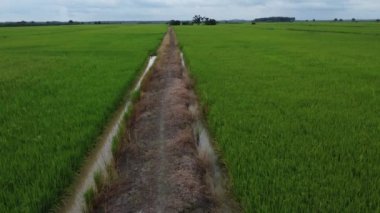 Yeşil çeltik tarlasında hava görüntüleri 