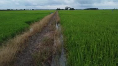 Yeşil çeltik tarlasında hava görüntüleri 