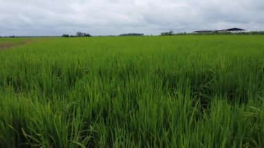Yeşil çeltik tarlasında hava görüntüleri 