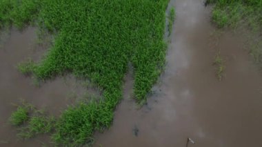 Yağmurdan sonra çeltik tarlasının havadan çekilmiş görüntüleri.