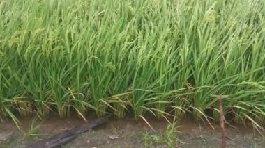 Güçlü rüzgar çeltik tarlalarına esiyor..