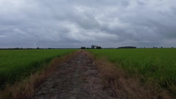 Filmagens Aéreas Fazenda Campo Verde Paddy — Vídeo de Stock
