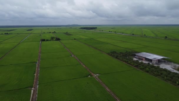 Zdjęcia Lotnicze Farmie Zielonych Pól Ryżowych — Wideo stockowe