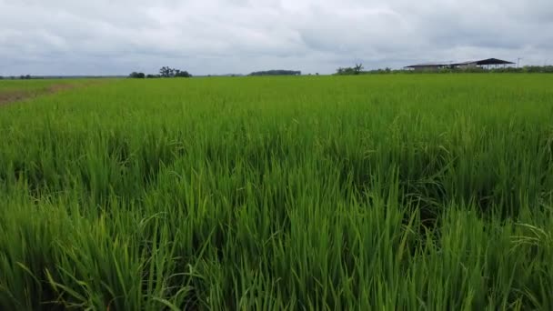 Filmagens Aéreas Fazenda Campo Verde Paddy — Vídeo de Stock