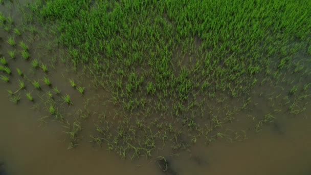 Flygbilder Från Paddy Field Farm Översvämmade Med Vatten Efter Regnet — Stockvideo