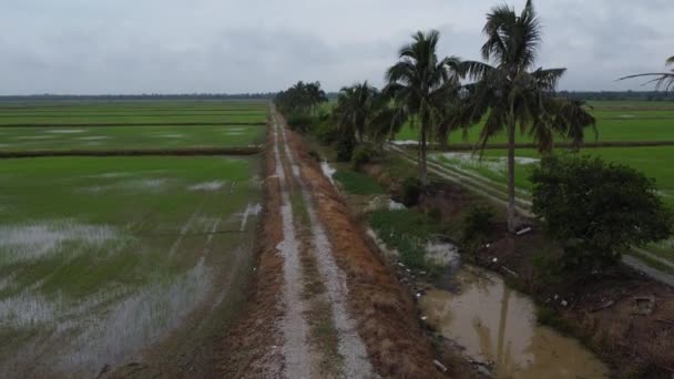 Imagens Aéreas Fazenda Paddy Campo Inundado Com Água Após Chuva — Vídeo de Stock