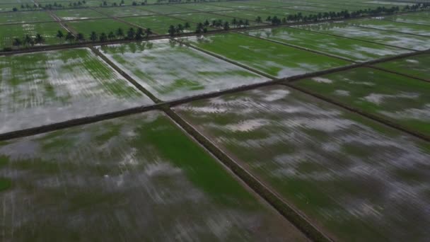 雨后被水淹没的稻田农场的航拍镜头 — 图库视频影像