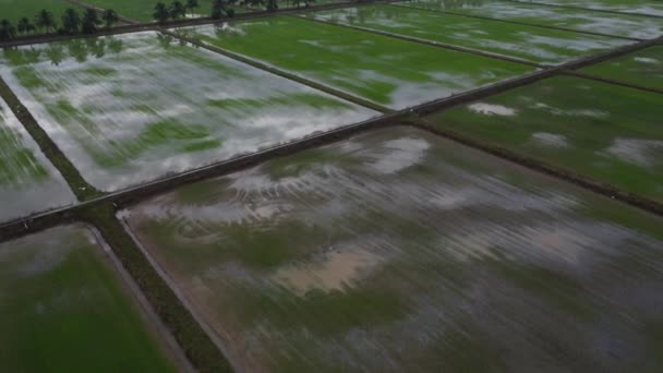 Imagens Aéreas Fazenda Paddy Campo Inundado Com Água Após Chuva — Vídeo de Stock