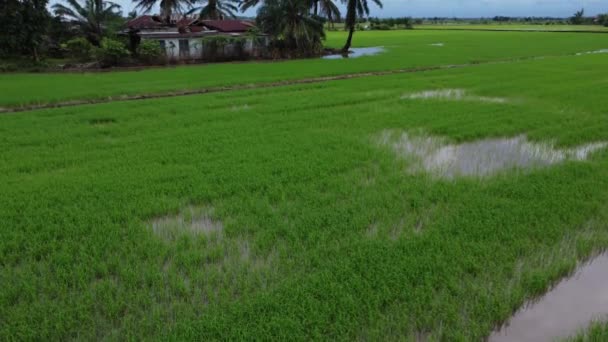 雨の後に水浸しになった水田農場の空中映像 — ストック動画