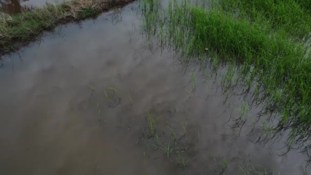 雨の後に水浸しになった水田農場の空中映像 — ストック動画