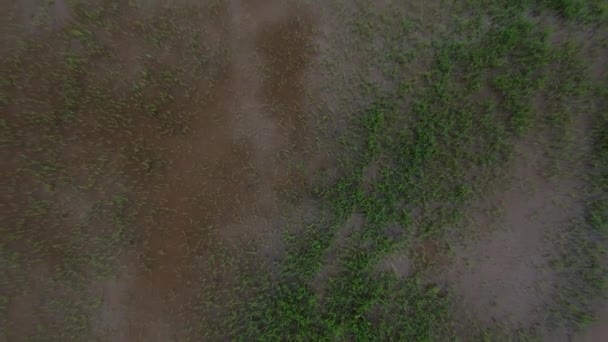 Zdjęcia Lotnicze Farmy Pól Ryżowych Zalanej Wodą Deszczu — Wideo stockowe