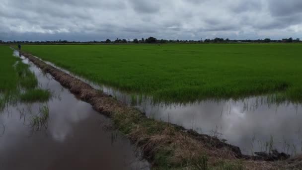 Flygbilder Från Paddy Field Farm Översvämmade Med Vatten Efter Regnet — Stockvideo