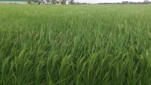 强风吹拂稻谷植物 — 图库视频影像