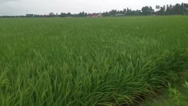 Vento Forte Soprando Contra Plantas Paddy — Vídeo de Stock