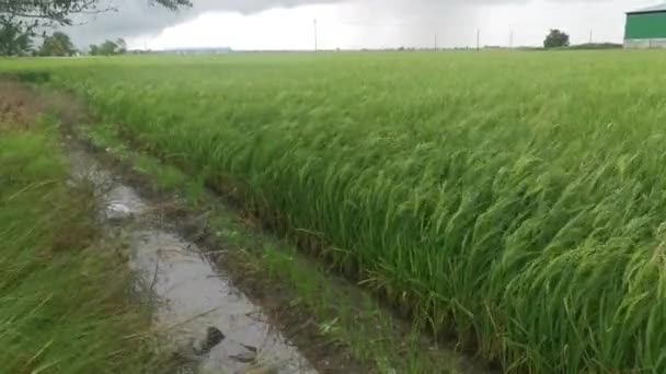 Vento Forte Soprando Contra Plantas Paddy — Vídeo de Stock