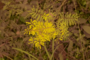 Çiftlikteki sürünen ve tırmanan yabani bitki örtüsünün kızılötesi görüntüsü