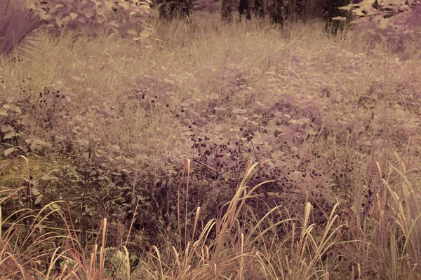 Immagine Infrarossi Vegetazione Selvatica Strisciante Rampicante Nella Piantagione — Foto Stock