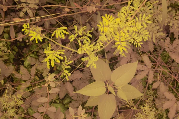 Çiftlikteki Sürünen Tırmanan Yabani Bitki Örtüsünün Kızılötesi Görüntüsü — Stok fotoğraf