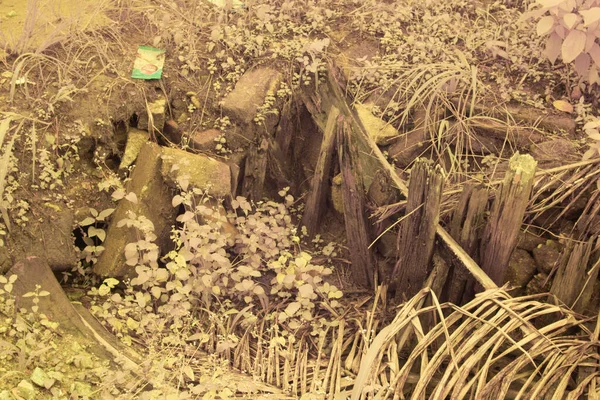 Υπέρυθρη Εικόνα Άγριας Ερπετής Και Αναρριχητικής Βλάστησης Στη Φυτεία — Φωτογραφία Αρχείου