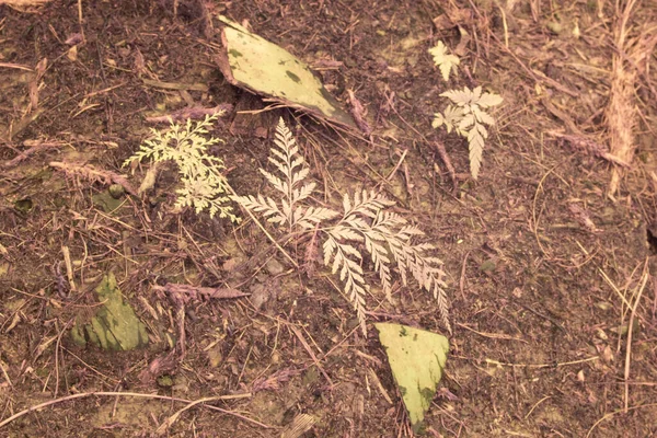 Yabani Türlerin Kızılötesi Görüntüsü Eğrelti Otlarının Yaprakları Çiftlikte Büyüyor — Stok fotoğraf