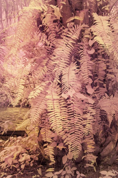 Yabani Türlerin Kızılötesi Görüntüsü Eğrelti Otlarının Yaprakları Çiftlikte Büyüyor — Stok fotoğraf