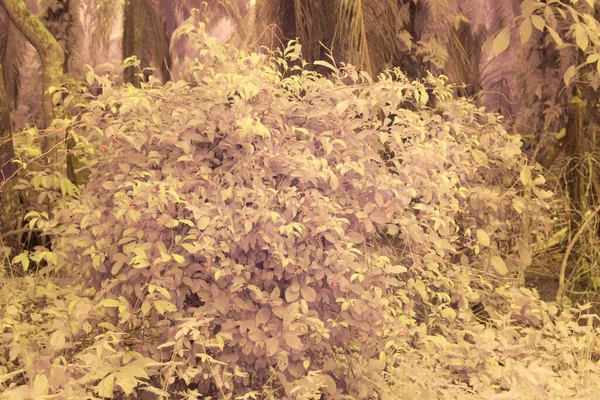 Infrared Image Wild Creeping Climbing Vegetation Plantation — Stock Photo, Image