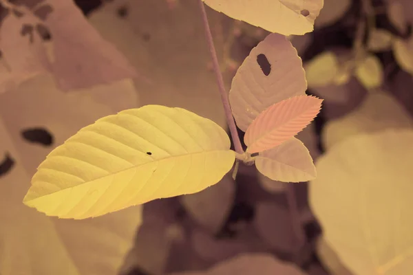 농장에 나뭇잎의 적외선 이미지 — 스톡 사진