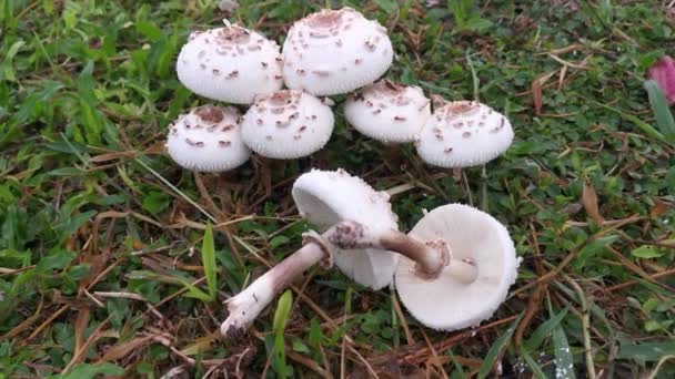 原产于绿草地的野生白色有毒羊草蘑菇 — 图库视频影像