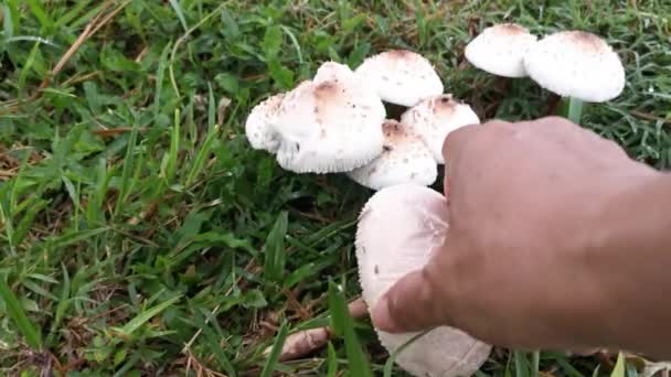 原产于绿草地的野生白色有毒羊草蘑菇 — 图库视频影像