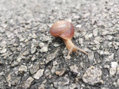 Yuvarlak disk salyangoz asfalt sokakta sürünüyor..