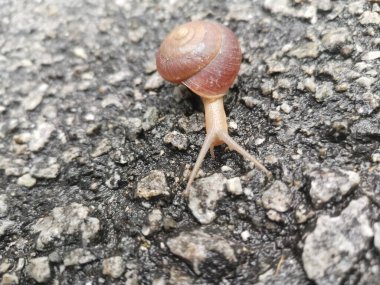 Yuvarlak disk salyangoz asfalt sokakta sürünüyor..