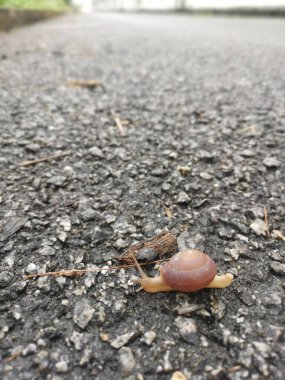 Yuvarlak disk salyangoz asfalt sokakta sürünüyor..