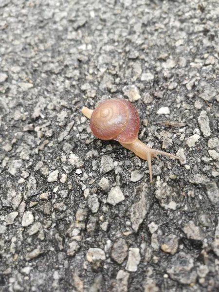 Rotund Disc Snail Crossing Crawling Asphalt Street — Stock Photo, Image