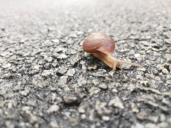 Rotund Disc Snail Crossing Crawling Asphalt Street — Stok Foto