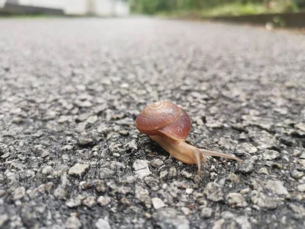Rotund Disc Snail Crossing Crawling Asphalt Street — Stock Photo, Image