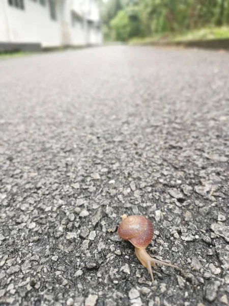 圆盘蜗牛在沥青路面上爬行 — 图库照片